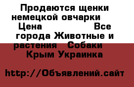 Продаются щенки немецкой овчарки!!! › Цена ­ 6000-8000 - Все города Животные и растения » Собаки   . Крым,Украинка